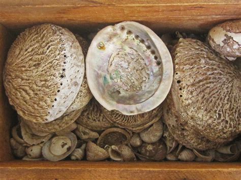 Shells In A Box Free Stock Photo Public Domain Pictures