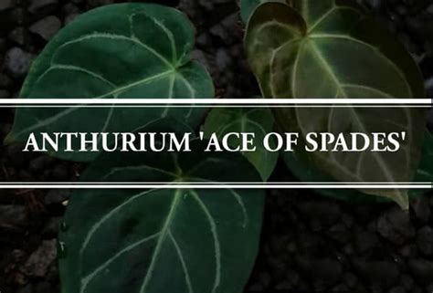 Anthurium ‘Ace Of Spades’ – Features, How to Grow and Care – Gardening ...