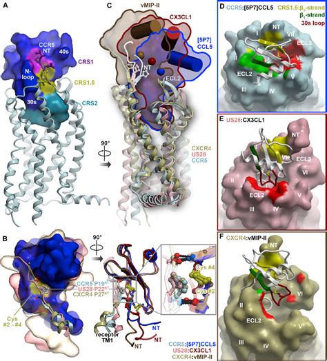 Figure From Structure Of Cc Chemokine Receptor With A Potent