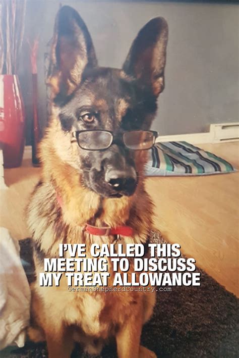 30 Totally Relatable German Shepherd Memes