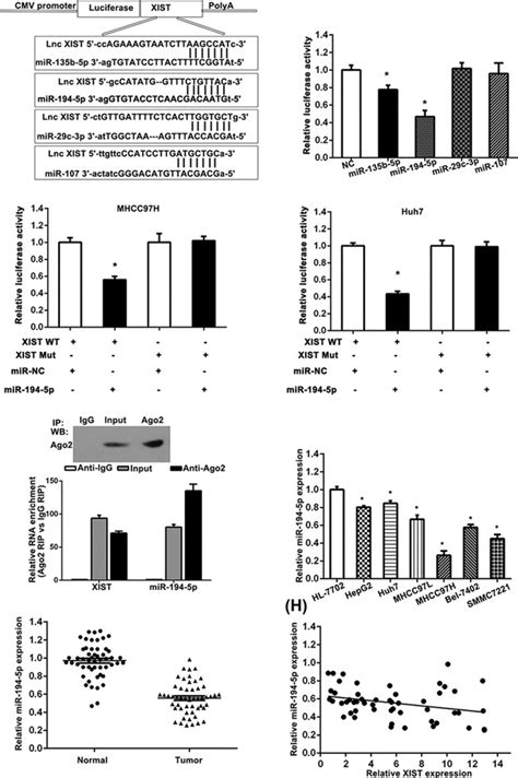 Lncrna Xist Functions As A Molecular Sponge Of Mir‐194‐5p To Regulate