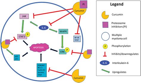 A Review Of The Synergistic Effects Of Curcumin With Proteasome