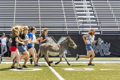 Meet The Donkeys Who Duked It Out To Become The New, Long Face Of The ...