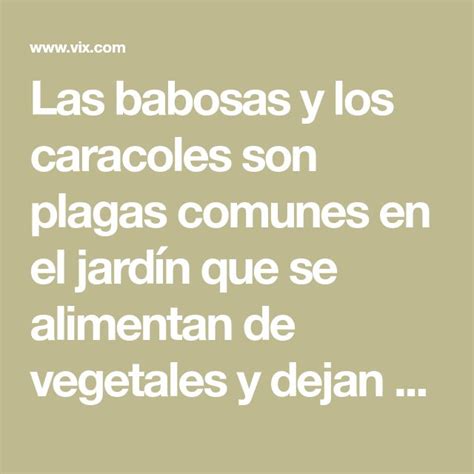 C Mo Eliminar Babosas Y Caracoles Del Jard N Jardines Caracoles Babosa