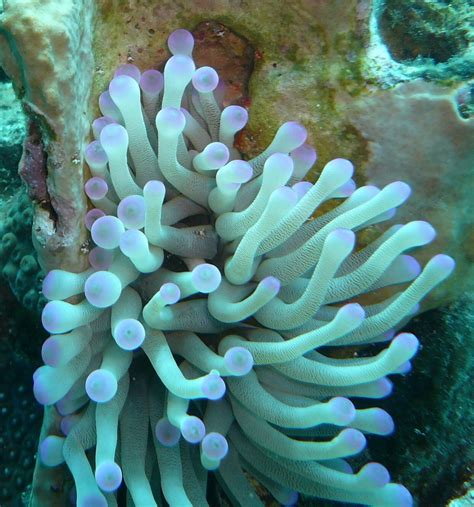 Anémona gigante del Caribe FILO CNIDARIA CORALES Y ANÉMONAS MARINAS