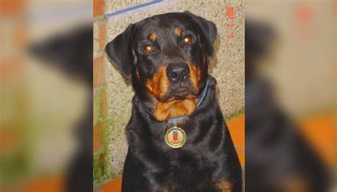 Fotogalería Orión Y Alfa Perros Que Salvaron Vidas En La Tragedia De