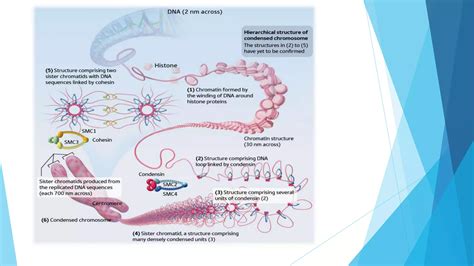 Chromatin Modulation And Role In Gene Regulation Ppt