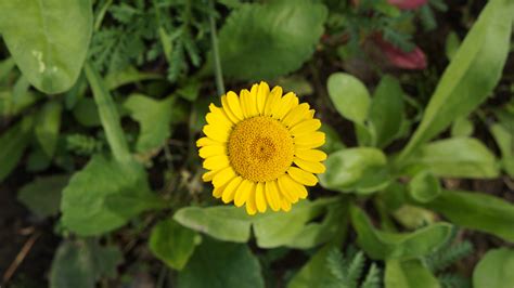 1280x1024 Wallpaper Yellow Flower With Green Leaves Peakpx