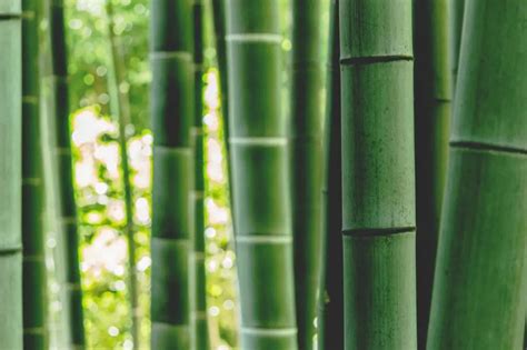 Descubre Como Hacer Un Vaso De Bambu