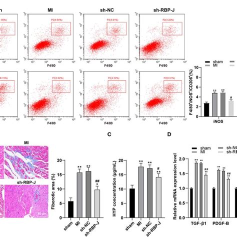 Blocking Of The Notch Signaling Pathway In Vitro Promoted M Macrophage