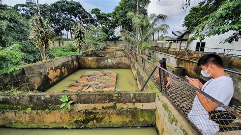 Penangkaran Buaya Asam Kumbang Tujuan Wisata Unik Di Kota Medan Lelungan