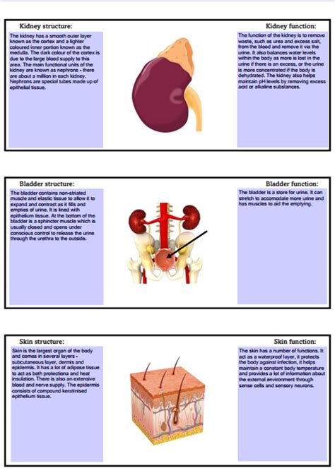 Btec Health And Social Care Unit 3 Organs Illustrated Revision Notebook Teaching Resources