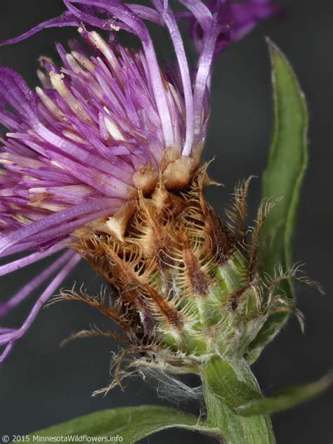 Centaurea X Moncktonii Meadow Knapweed Minnesota Wildflowers