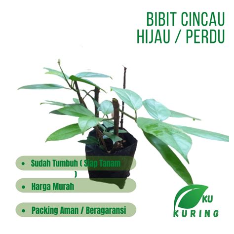 Jual Bibit Daun Cincau Hijau Perdu Cincau Pohon Sudah Tumbuh