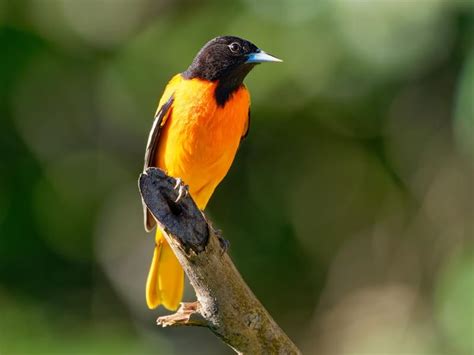 What is the State Bird of Maryland? (And Why?) | Birdfact