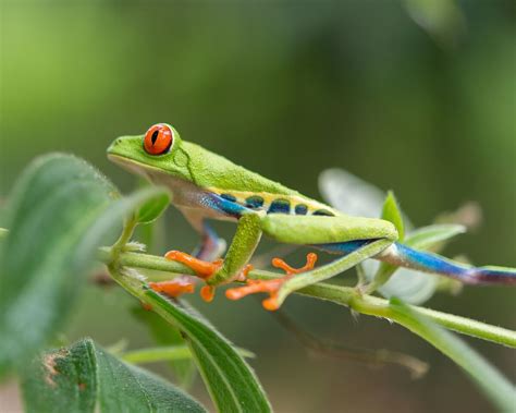 Wildlife Tours in Costa Rica Worth Exploring - Brisa Elegante