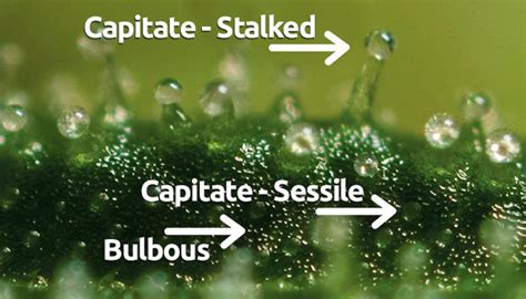 Cannabis Trichomes And How They Tell You When To Harvest Herbies Seeds