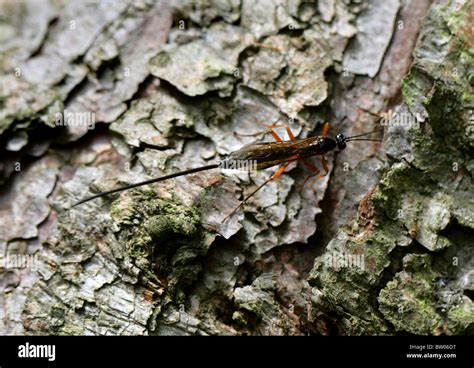 Female Ichneumon Wasp Dolichomitus Imperator Ichneumonidae Apocrita Hymenoptera Searching