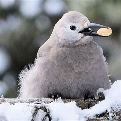 Do all birds migrate for the winter? - DIY Seattle