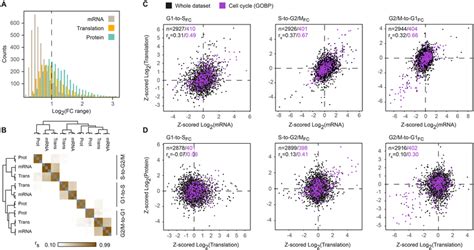 Fold Change Analysis Of MRNA Translation And Protein Levels Along The