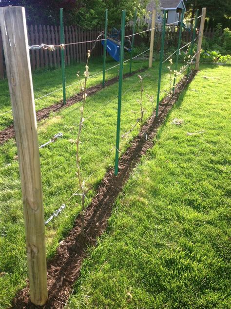Best 13 Grape | How to build a trellis for grape vines – Artofit
