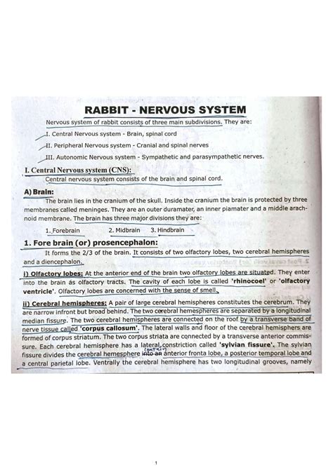 SOLUTION: Rabbit nervous system Notes - Studypool