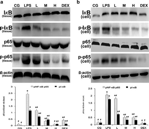 Effects Of Ifn On The Activation Of The Nf B Pathway A The