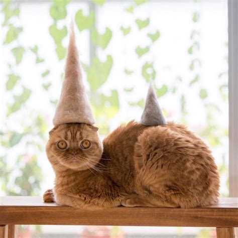 Photographer Creates Stylish Hats For His Cats Using Their Own Hair