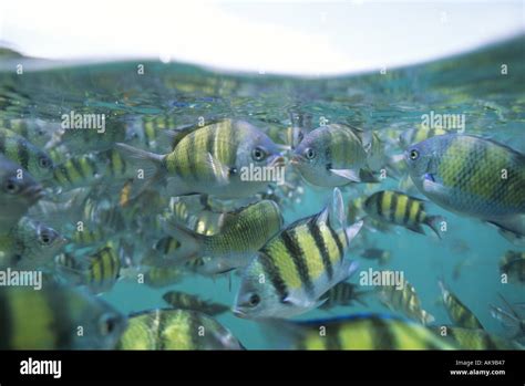 Tropical fish in school Stock Photo - Alamy