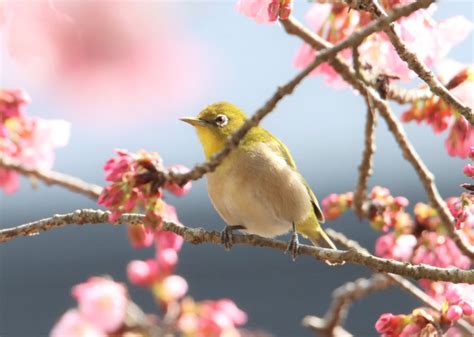 これぞ春景色 寒桜にメジロ飛来 旬の味覚を満喫 丹波新聞