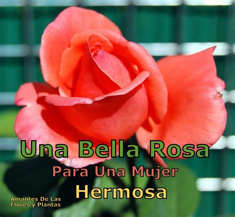 Imagenes De Rosas Con Frases Para Una Mujer Hermosa Nueva Descarga