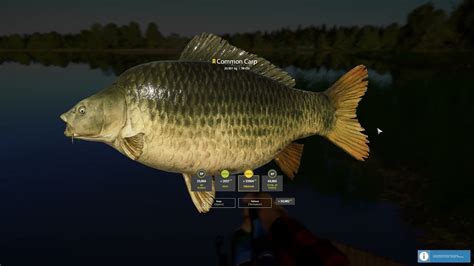 Russian Fishing Trophy Common Carp Kg Amber Lake New Spot