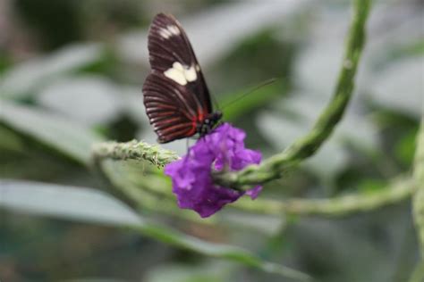 Private Full Day Mindo Cloud Forest Butterfly Farm Chocolate Tour Bird