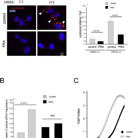 PtdIns 3 P RNA Aptamer Inhibits Lysosomal Acidification Hydrolytic