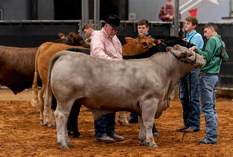 Texas 4 H Beef Cattle Project Texas Aandm Agrilife Extension Service