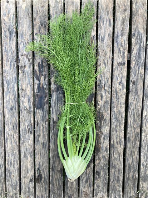 Bulb Fennel - Great Day Gardens