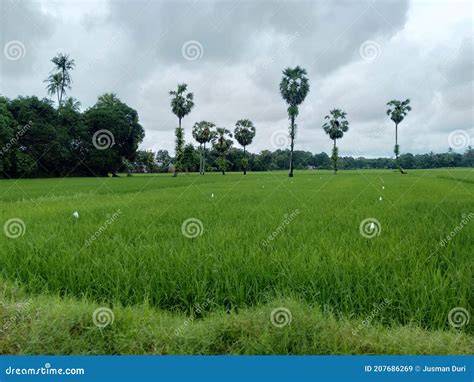 Ricefield In Indonesia South Sulawesi Gowa Regency South Bontompo