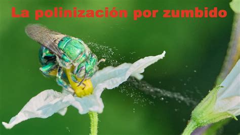 La polinización por zumbido Buzz pollination YouTube