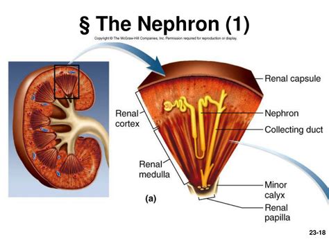 Ppt Chapter The Urinary System Powerpoint Presentation Free