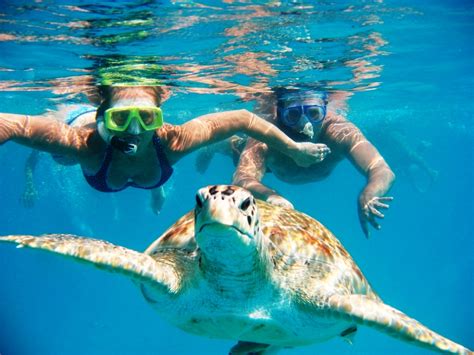 Swimming With Turtles In Hikkaduwa