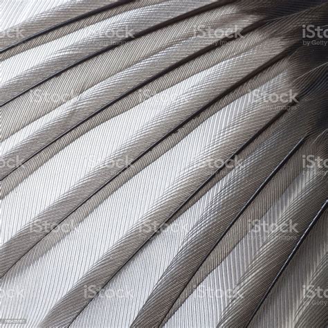 Bird Wing Texture Stock Photo Download Image Now Abstract Animal