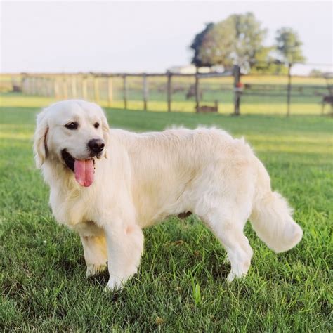 English Cream Golden Retriever Puppies for Sale| Rockvale Puppies