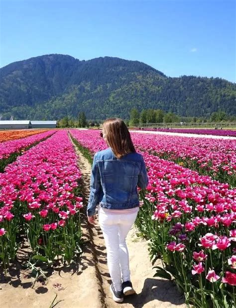 Visiting the Chilliwack Tulip Festival near Vancouver, B.C. - Andrea ...