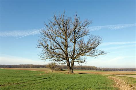 Eiche Bei Rudolzhofen Monumentale Eichen Von Rainer Lippert