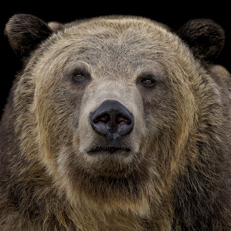 Grizzly Bear Portrait | Backcountry Gallery Photography Forums