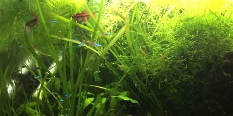 Tetra Fry Care - How to Care for Baby Tetras? - Tetra Fish Care