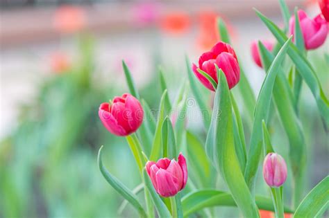 Pink Tulip Stock Image Image Of Closeup Fresh Petal 49135439