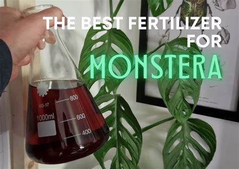 The Best Fertilizer For Monstera Plants Effective Usage Tips Eden