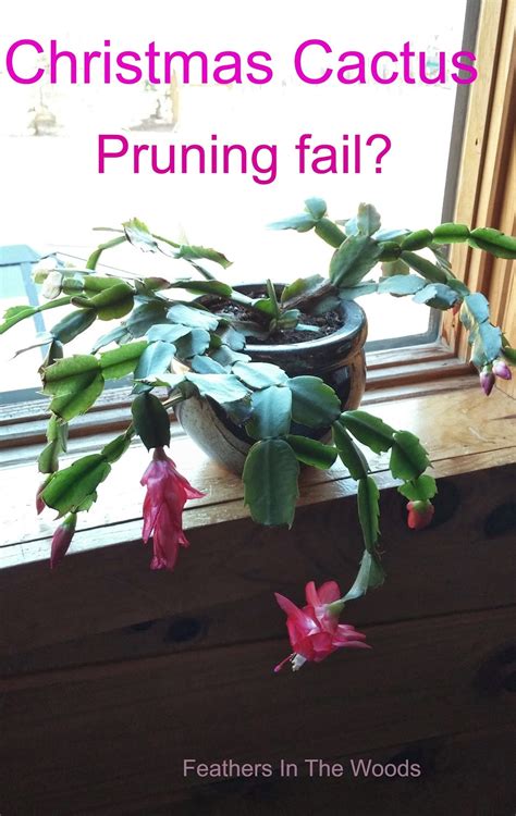 Feathers in the woods: Christmas Cactus Pruning....Fail?