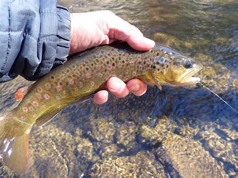 St Vrain Creek Dave Weller S Fly Fishing Blog